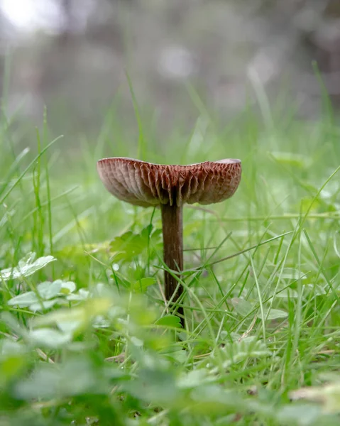 Vertikal Bild Vild Hatt Svamp Ett Fält Täckt Grönska Med — Stockfoto