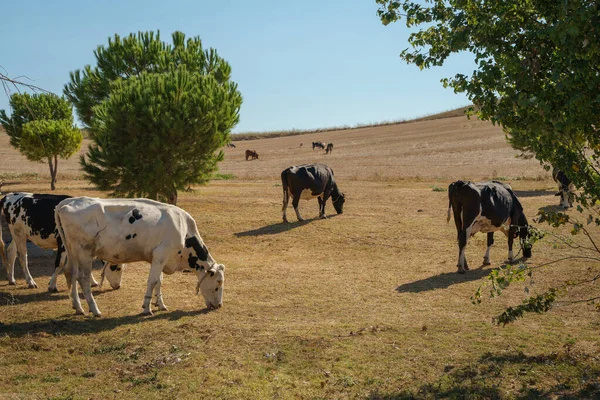 Vacas Pastando Prado Amarillo Durante Día — Foto de Stock