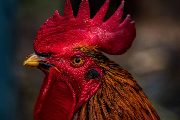 背景がぼやけている鶏の頭のクローズアップショット — ストック写真