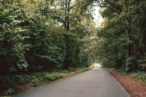 Een Prachtig Uitzicht Een Weg Door Het Groene Bos — Stockfoto