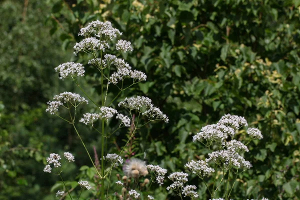 Primo Piano Della Pianta Della Valeriana — Foto Stock