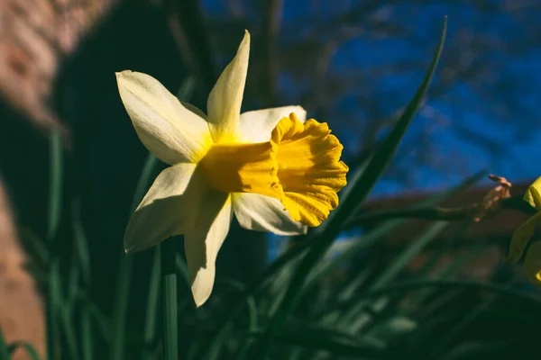 Крупним Планом Знімок Красивої Квітки Нарциса Саду — стокове фото