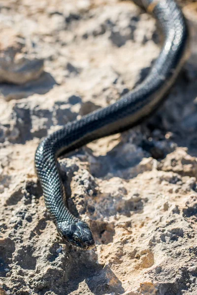 Eine Ausgewachsene Schwarze Westliche Geißelnatter Hierophis Viridiflavus Gleitet Auf Felsen — Stockfoto