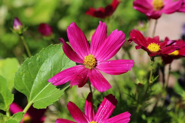 Uno Scatto Selettivo Fiori Rosa Giardino — Foto Stock