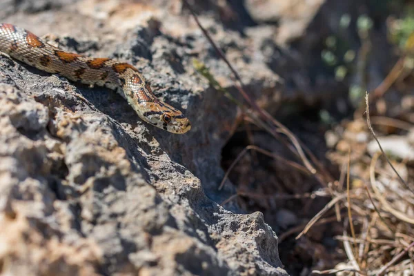 Zbliżenie Zdjęcia Dorosłego Węża Leopard Lub Europejskiego Węża Ratsnake Zamenis — Zdjęcie stockowe