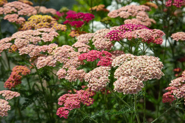 Detailní Záběr Pestrobarevných Yarrow Květů Zahradě — Stock fotografie