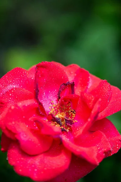 Selective Focus Shot Red Rose Dew — Stock Photo, Image