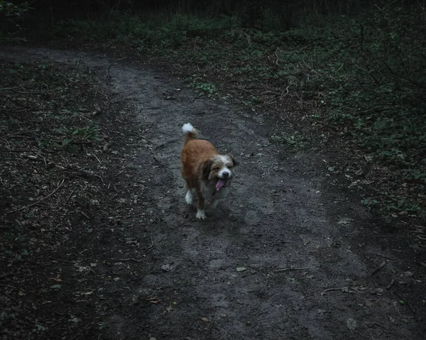 Fluffy Adorable Dog Running Park — Stock Photo, Image