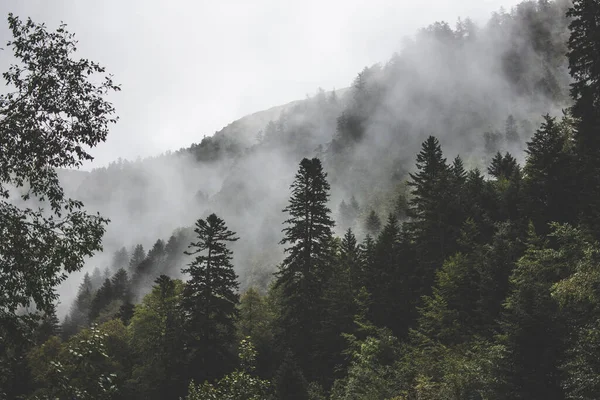 Bosque Verde Cubierto Niebla — Foto de Stock