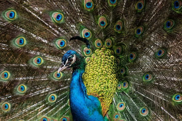 Прекрасная Самка Пернатых Птиц Открытыми Перьями — стоковое фото