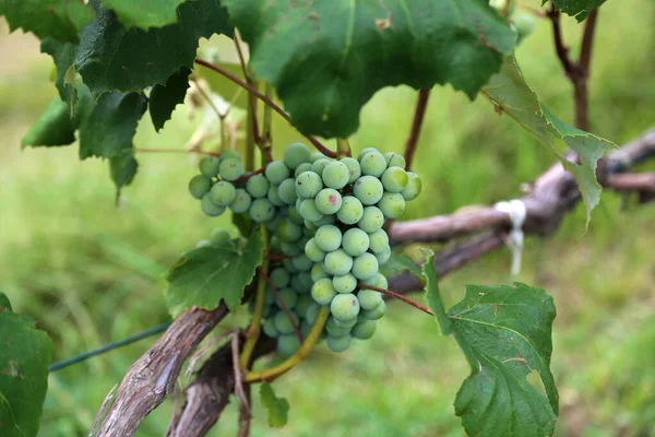 Primer Plano Uvas Sobre Vides Bajo Luz Del Sol Con — Foto de Stock