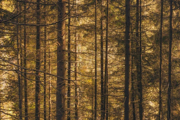 Гарний Знімок Лісу Повного Красивих Високих Дерев Під Час Денного — стокове фото