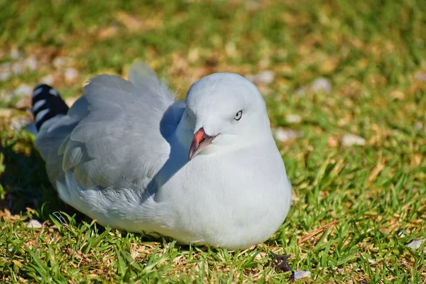 Primer Plano Una Gaviota Suelo Cubierto Hierba Durante Día —  Fotos de Stock