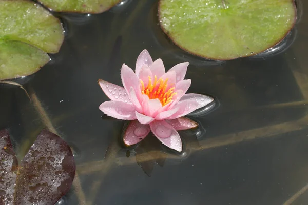 High Angle Shot Pink Lotus Lake Pond — Stock Photo, Image