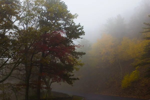 霧の日にカラフルな木々に囲まれた空の道の美しいショット — ストック写真