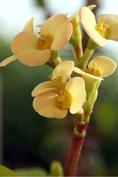 Close Vertical Belas Orquídeas Amarelas Fundo Embaçado — Fotografia de Stock