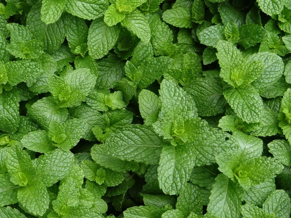 Sebuah Gambar Closeup Dari Tanaman Mint Tumbuh Kebun Sayuran — Stok Foto