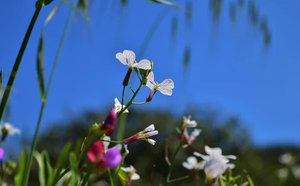 Primer Plano Flores Guisantes Silvestres Campo Bajo Luz Del Sol —  Fotos de Stock