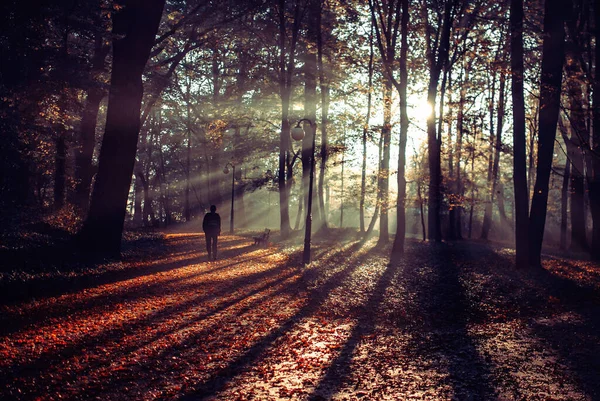 Güneşli Bir Sonbahar Gününde Ormanda Yürüyen Biri — Stok fotoğraf