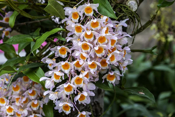 Tiro Close Das Flores Uma Orquídea Chamada Dendrobium — Fotografia de Stock