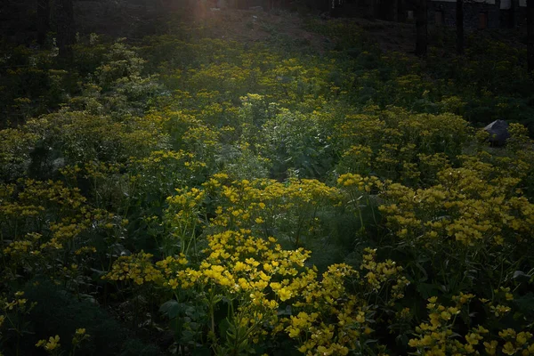 Krásný Záběr Mlhavé Zelené Krajiny — Stock fotografie