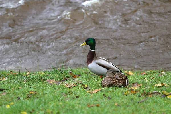 Une Prise Vue Sélective Des Canards Sur Herbe — Photo