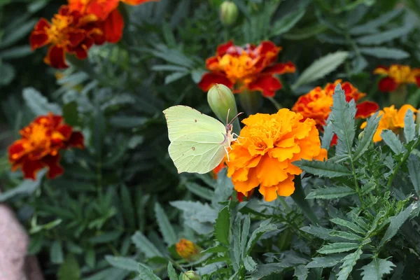 Beau Papillon Assis Sur Une Fleur — Photo