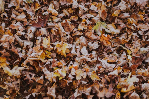 一片布满褐色叶子的森林地面的俯拍 — 图库照片