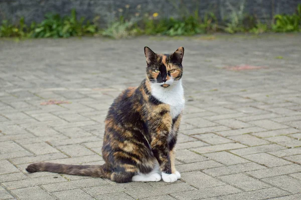 ภาพใกล ดของแมวคาล กลางแจ งในช วงกลางว — ภาพถ่ายสต็อก