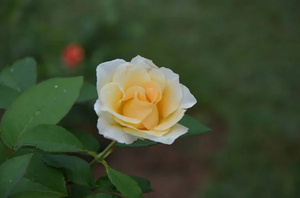 美丽的白玫瑰的精选焦点 — 图库照片