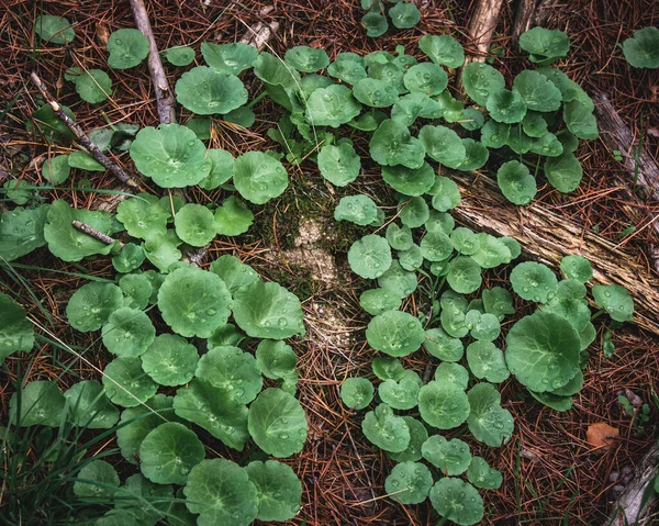 Primer Plano Plantas Verdes Hierba —  Fotos de Stock