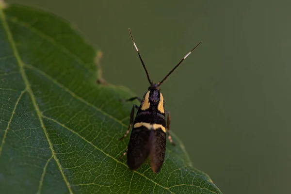 Een Close Van Een Esperia Sulphurella Een Blad Onder Het — Stockfoto