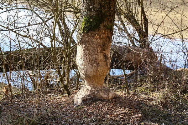 Árvores Margem Lago Roídas Por Castores — Fotografia de Stock