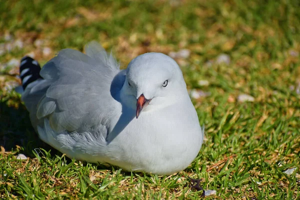 Primer Plano Una Gaviota Suelo Cubierto Hierba Durante Día — Foto de Stock