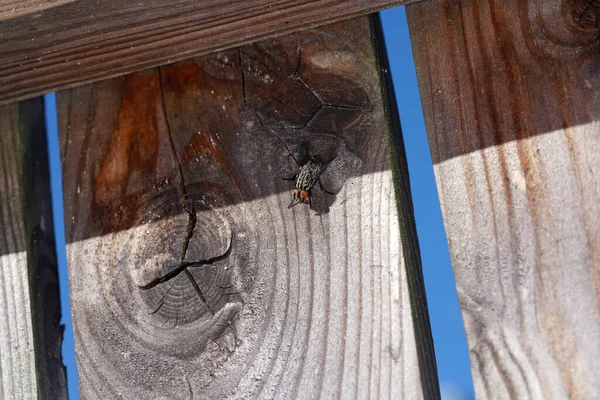 Tiro Close Uma Mosca Uma Superfície Madeira — Fotografia de Stock