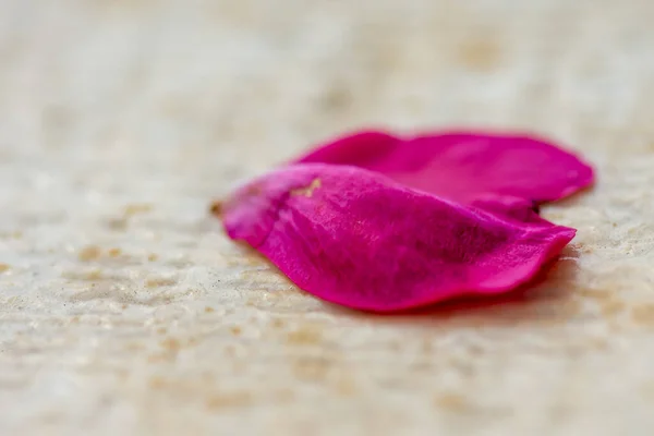 Makro Záběr Jasně Růžové Květy Okvětních Lístků Světlém Povrchu — Stock fotografie
