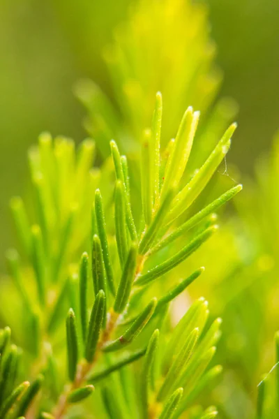 緑の植物のマクロショット — ストック写真