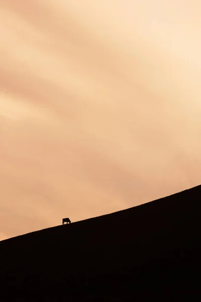 Vertical Shot Cow Going Hill Sunset — Stock Photo, Image