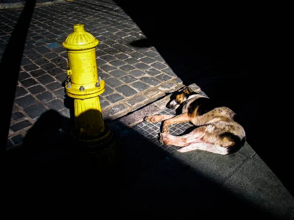Ένα Κοντινό Πλάνο Ενός Σκύλου Που Κοιμάται — Φωτογραφία Αρχείου