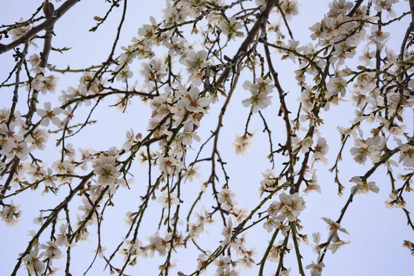 Badem Çiçeği Baharı Ilan Ediyor — Stok fotoğraf