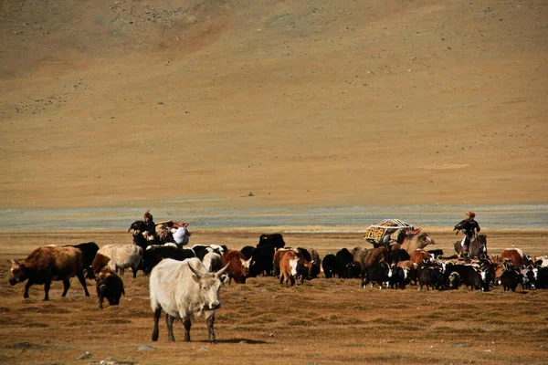 Ulgii Mongolia 2019年9月29日 Hunting Eagle 是哈萨克游牧民族的古老和世代文化 他们住在蒙古作为西方的网站 他们也牧养牲畜 — 图库照片