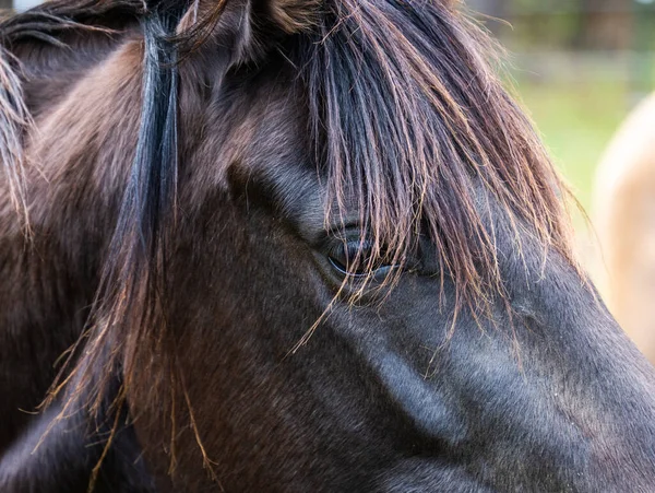 Closeup Head Horse Field — Stock Photo, Image