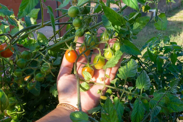 Primer Plano Hembra Sosteniendo Tomate Verde Inmaduro Cultivado Invernadero —  Fotos de Stock