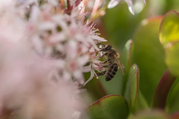Küçük Pembe Bir Çiçeğin Üzerindeki Arıların Seçici Odak Noktası — Stok fotoğraf