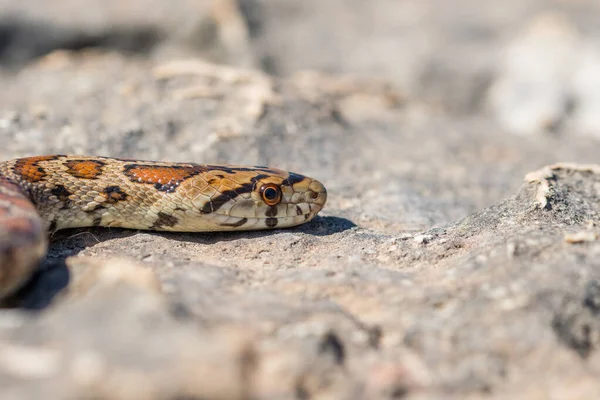 Makroaufnahme Von Gesicht Und Kopf Einer Ausgewachsenen Leopardennatter Oder Europäischen — Stockfoto