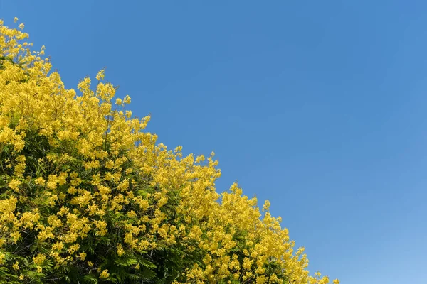 真っ青な空の下に黄色の花を持つ密な茂み — ストック写真