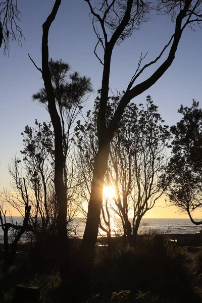 Вертикальний Знімок Узбережжя Деревами Біля Океану Заході Сонця — стокове фото