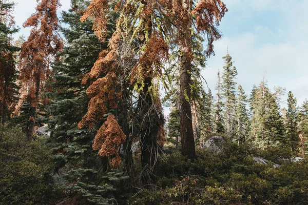 Färgglada Träden Yosemite Nationalpark Hösten — Stockfoto
