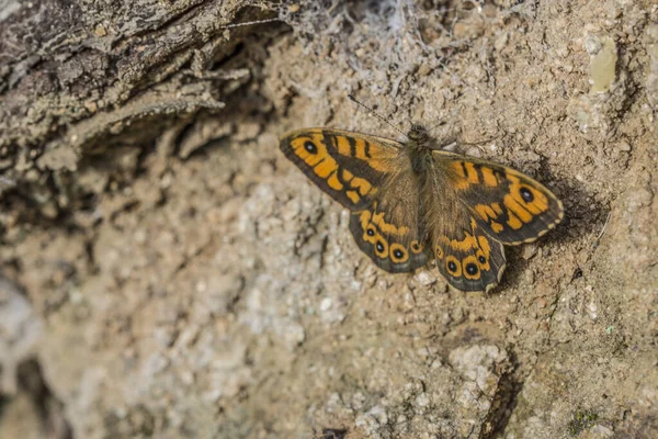 Primer Plano Una Hermosa Mariposa Amarilla Negra Sobre Una Roca —  Fotos de Stock