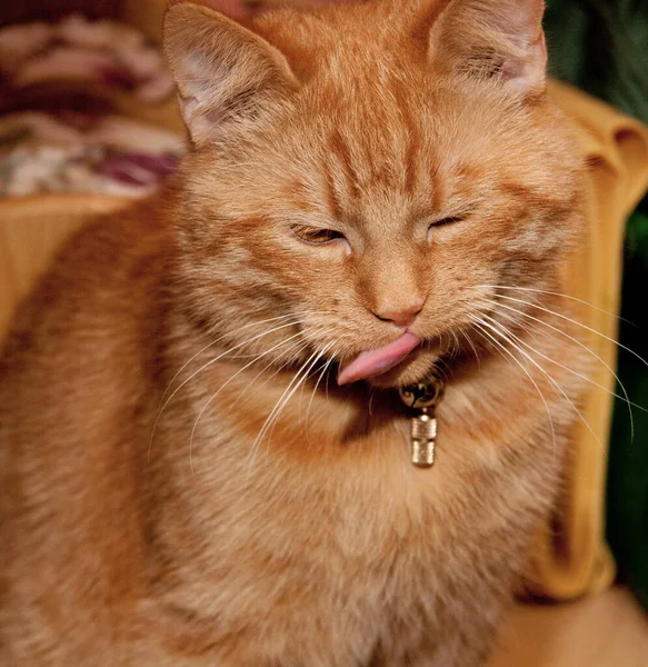 Gato Jovem Casa Vermelha Saindo Lhe Língua — Fotografia de Stock